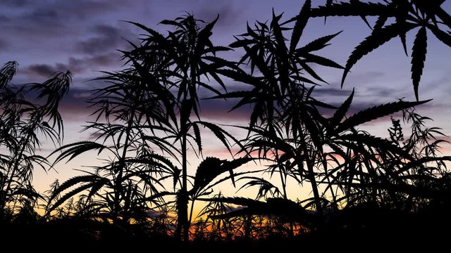 Marjuana Plants Field: Time Lapse at Twilight with Cannabis Leaves in Silhouette and Colorful Couds
