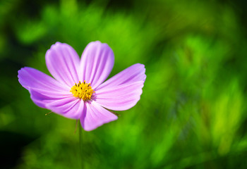 Pink Cosmos flower in soft sunlight on the flower with blurred green natural background, selective focus