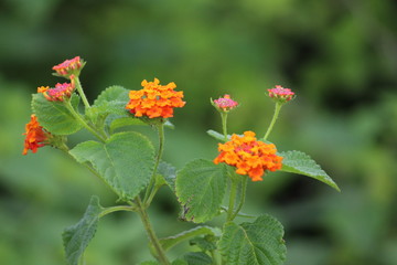 beautiful orange flowers wallpaper and background