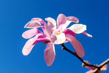 Beautiful pink magnolia flower on a bright blue sky background. Blossoming of magnolia tree on a sunny spring day. Flowering of magnolia in a public park.