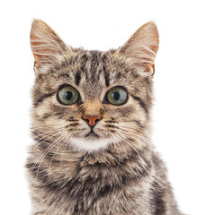 Fototapeta premium Little gray kitten .
