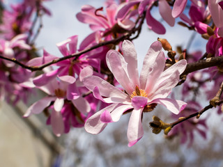 Beautiful pink magnolia flower on a branch of blossoming magnolia tree. Flowering of magnolia in a public park on a sunny spring day.