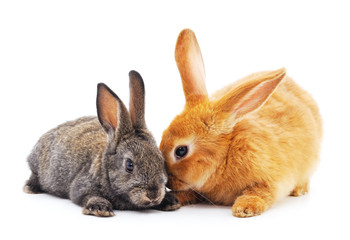 Two little rabbits.
