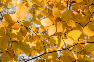 Fototapeta na wymiar golden beech leaves in autumn, seasonal background