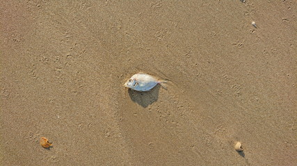 little fish dead stranding on the coast beach 