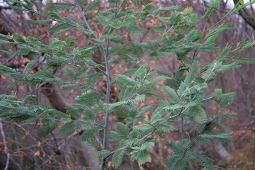 Leaves and trunks of young trees, acacia Corniger close-up.