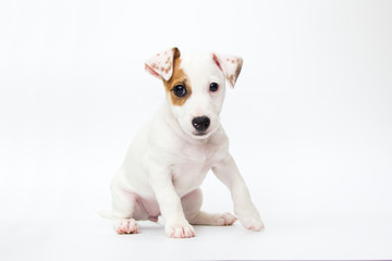 Jack Russell Terrier puppy on white background