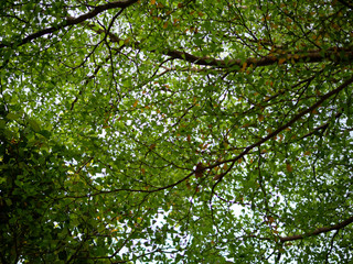 Fototapeta premium Tree leaves in forest looking up view