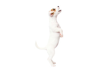 Jack Russell Terrier puppy on white background