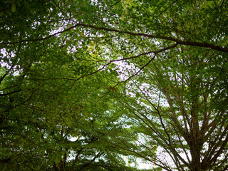 Tree leaves in forest looking up view