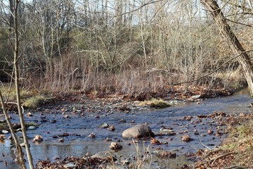The flowing creek in the forest on a sunny fall day.
