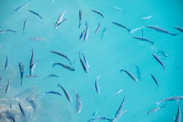 Obraz premium Shoal of fish in seawater, many sea fishes top view, fry in the sea, sea fishes on the water surface, on the surface of the sea water aquamarine azure reflection turquoise blue abstract background