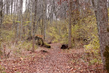The colorful hiking trail in the autumn forest.