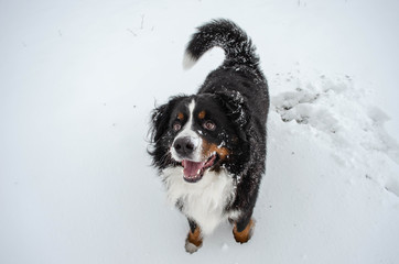 bernese mountain dog with snow on a nose on winter snowy weather. funny pet