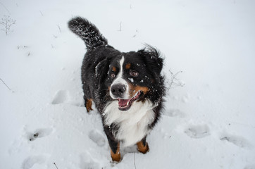 bernese mountain dog with snow on a nose on winter snowy weather. funny pet