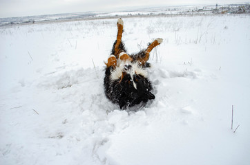 bernese mountain dog play with snow on winter snowy weather. funny pet