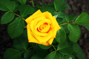 Open, incredibly beautiful yellow rose in the garden