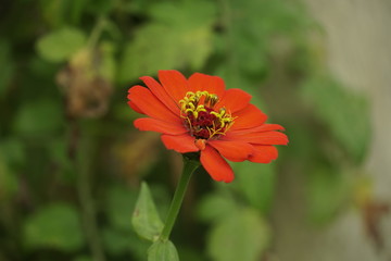 flor naranja