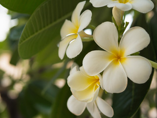 Fototapeta na wymiar White blossom plumeria flowers on branch leaves tree plant. Fresh natural background.