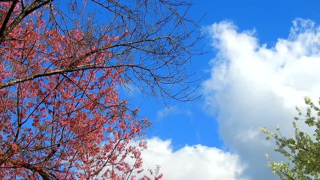 Time lapse of Cherry blossom at khun wang national park Chiang Mai in northern Thailand