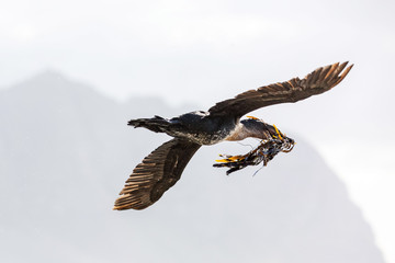 Close up of a flying Cape Cormorant (Phalacrocorax capensis) carrying seaweed for nesting, South Africa