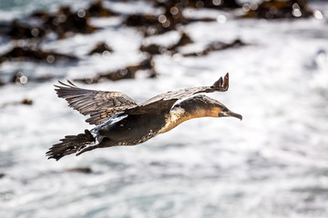 Close up of a flying Cape Cormorant (Phalacrocorax capensis) with its typical blue eyes, South Africa