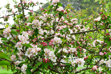 Blooming apple tree in a beautiful garden.  Close-up. Concept. card, postcard, wallpaper, printed products.