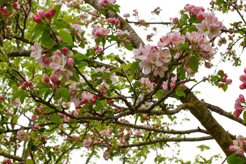 Blooming apple tree in a beautiful garden.  Close-up. Concept. card, postcard, wallpaper, printed products.
