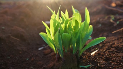 Corn seedlings with sunlight Thailand