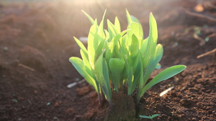 Corn seedlings with sunlight Thailand