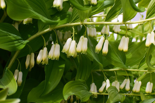 Polygonatum biflorum Prince Charming. Garden plant Prince Charming. 