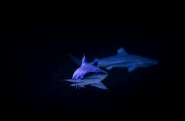 Nice big white shark in the dark nature danger fish aquarium hobby attack
