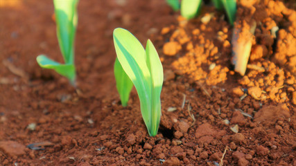 Corn seedlings with sunlight Thailand