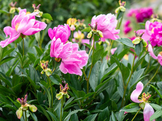 Pink peony flowers popping up from green foliage