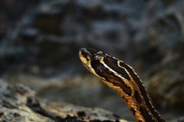 snake on a rock