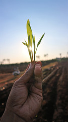 Hand holding corn seedlings    Seedlings aged 3 weeks