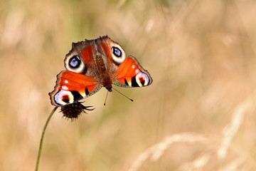 A beautiful red peacock butterfly resting and feeding on a small flower in a meadow