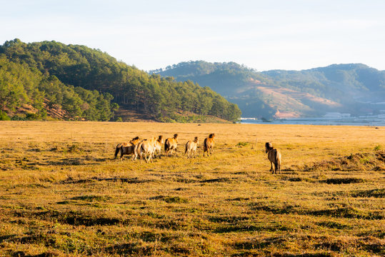 the wild horses on the large meadow with beauty scenery of the blue sky and peaceful at sunrise