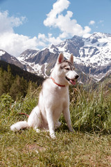 Siberian husky standing on a mountain in the background of mountains. Dog on the background of a natural landscape.