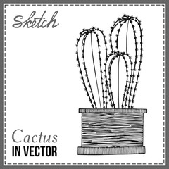 DRAWN SKETCH OF CACTUS IN THE VECTOR