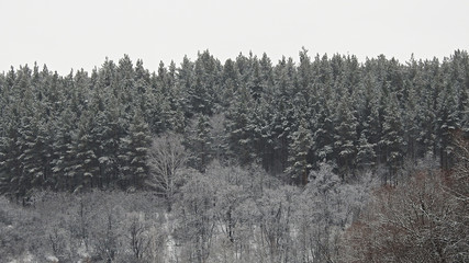 The winter forest on the mountain