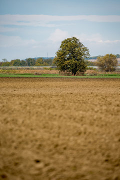 Lonely walnut tree in cloudy dramatic sky in late autumn day. Plowed brown soil field in the foreground. Colorful image, Zlato Pole village, Dimitrovgrad, Haskovo province, Bulgaria. Scenery landscape
