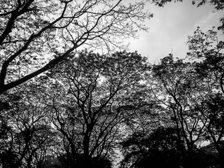 view of trees and clouds from road in Bangladesh