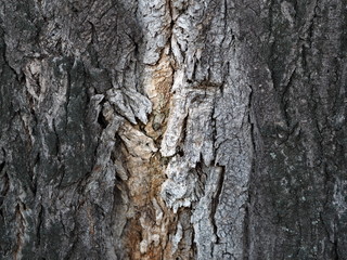 Bark and textured background of an ancient tree. Countryside. Exotic bark.