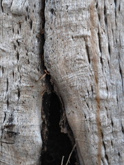 Bark and textured background of an ancient tree. Countryside. Exotic bark.