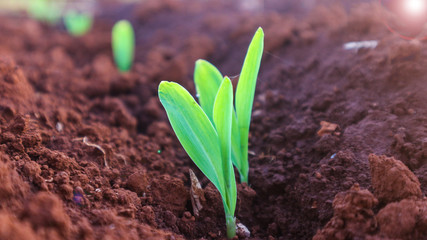 Corn seedlings with sunlight Thailand