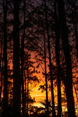 Pine tree forest at twilight