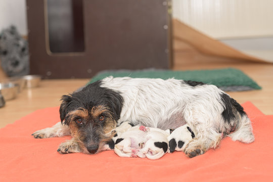 Pups on the day of birth. 0 days old. Purebred very tiny Jack Russell Terrier baby dogs with her mother. Newborn puppies are drinking at the bitch