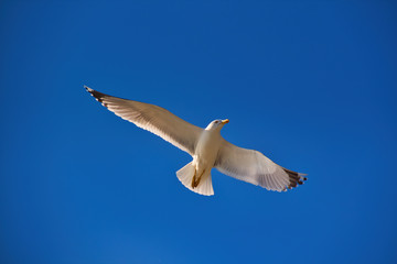 Herring gull on the island of Tino Liguria Italy