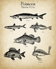 Gravures anciennes poissons N°7/12